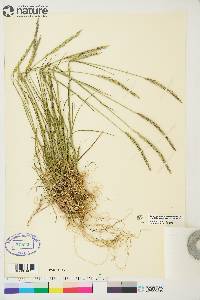 Elymus trachycaulus subsp. trachycaulus image