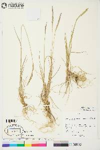 Elymus trachycaulus subsp. trachycaulus image