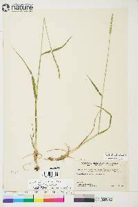 Elymus trachycaulus subsp. trachycaulus image