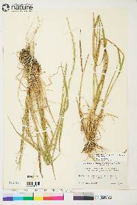 Elymus trachycaulus subsp. trachycaulus image