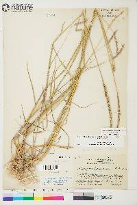 Elymus violaceus image