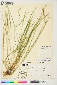 Elymus violaceus image