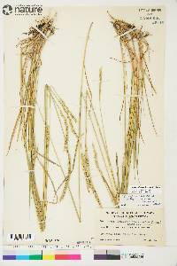 Elymus violaceus image