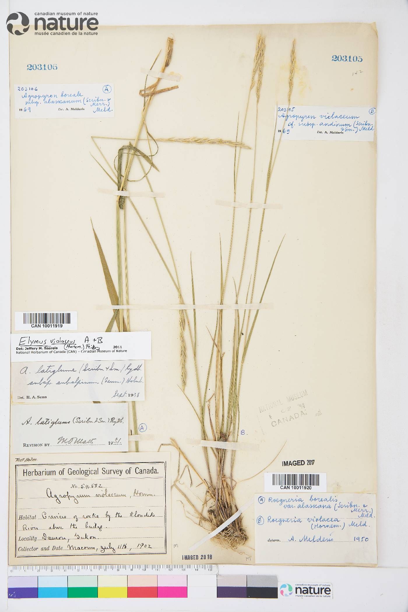 Elymus violaceus image