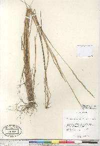 Elymus trachycaulus subsp. trachycaulus image