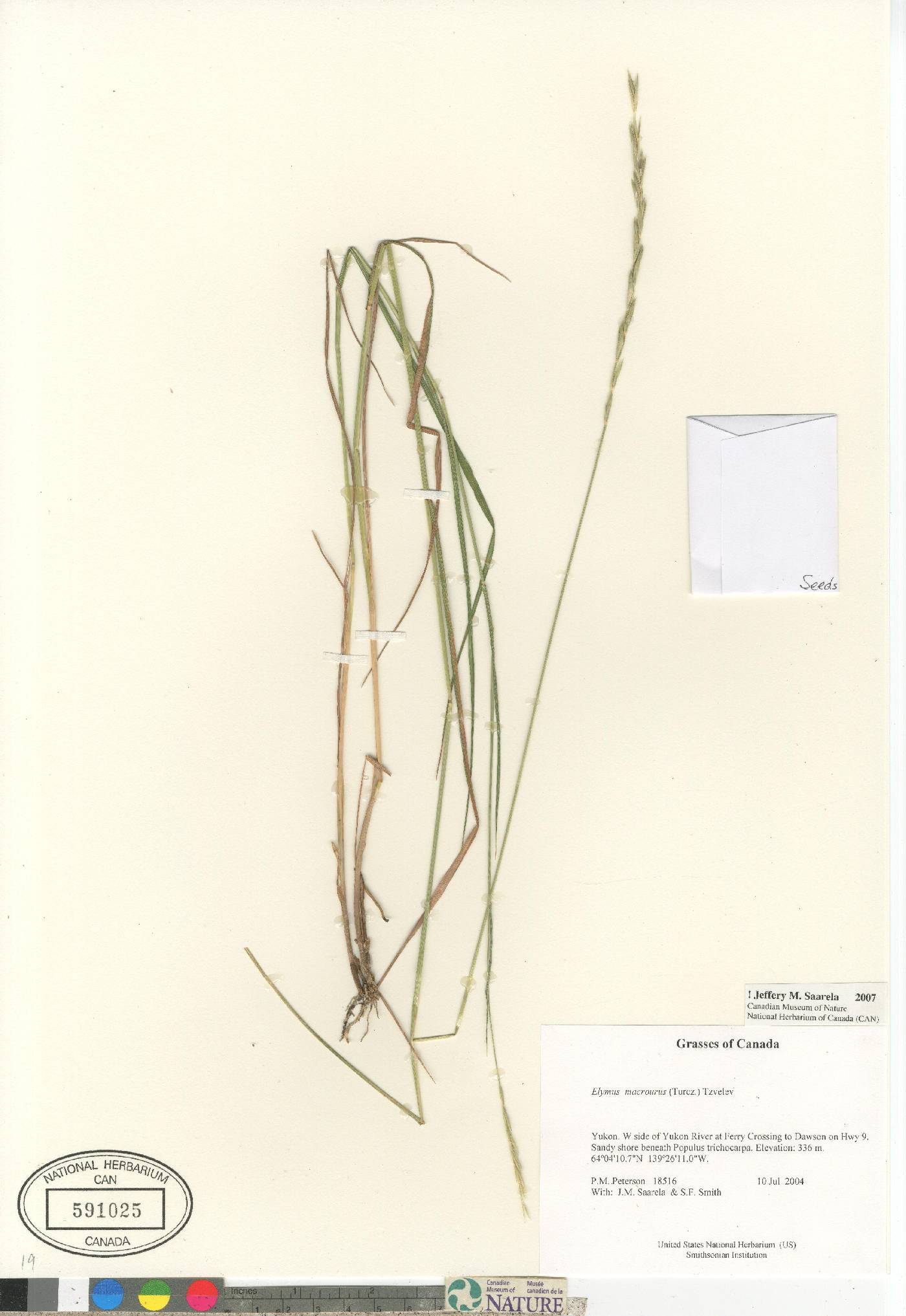 Elymus macrourus image