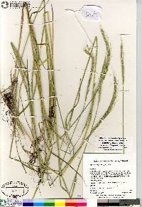 Elymus trachycaulus subsp. subsecundus image