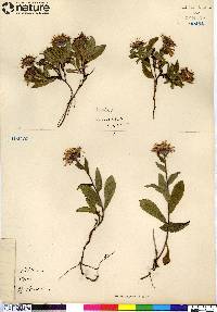 Aster sibiricus image