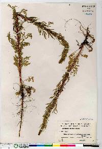 Artemisia biennis image