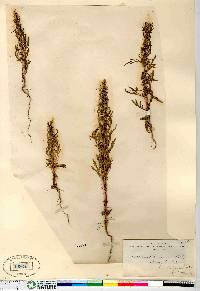 Artemisia biennis image