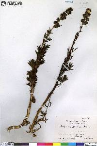 Artemisia arctica image