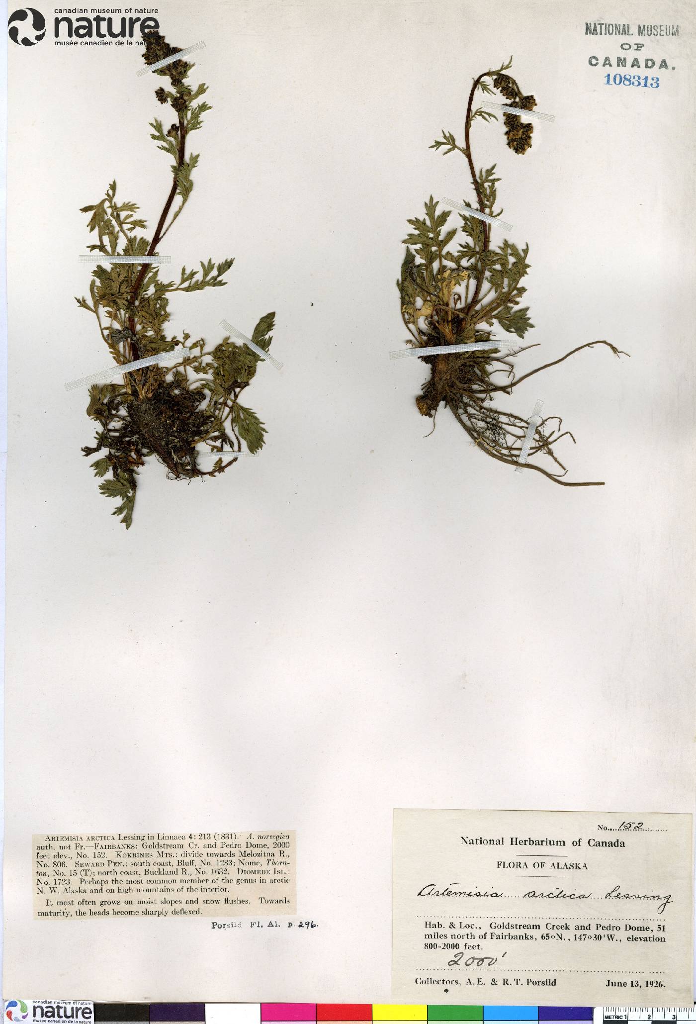 Artemisia arctica image