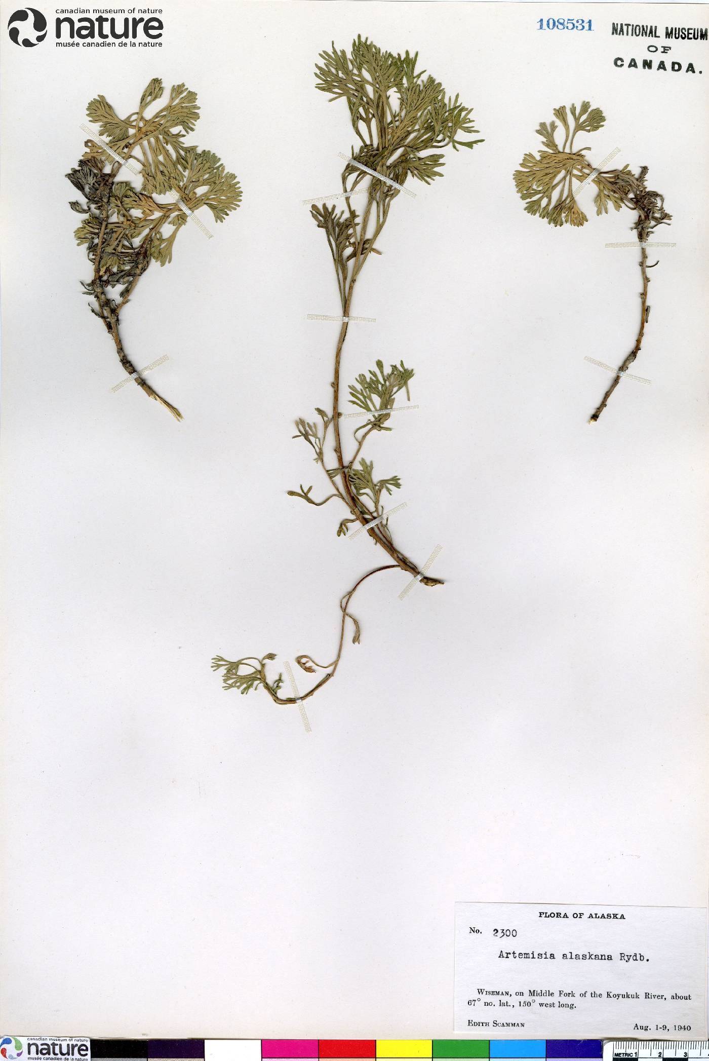 Artemisia alaskana image