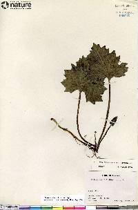 Petasites frigidus image