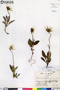 Arnica lessingii image