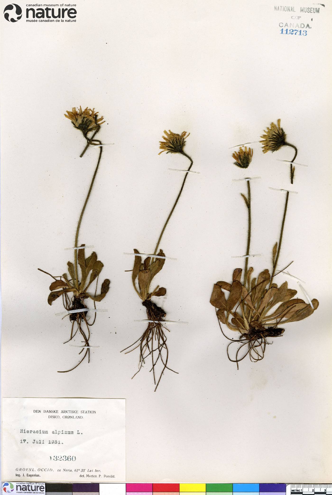 Hieracium alpinum image