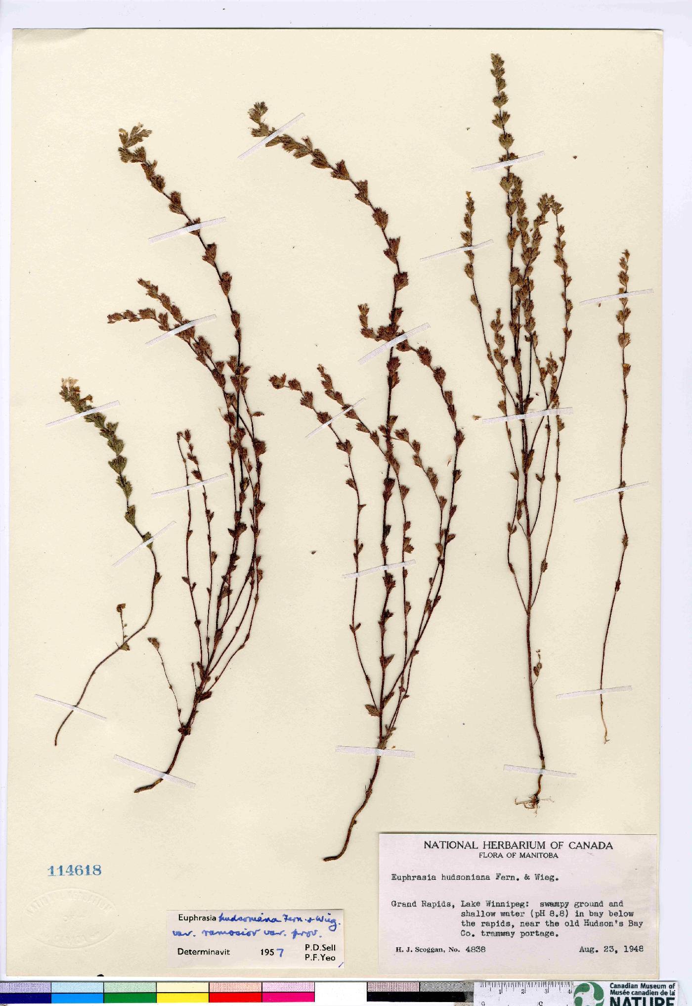 Euphrasia hudsoniana var. ramosior image