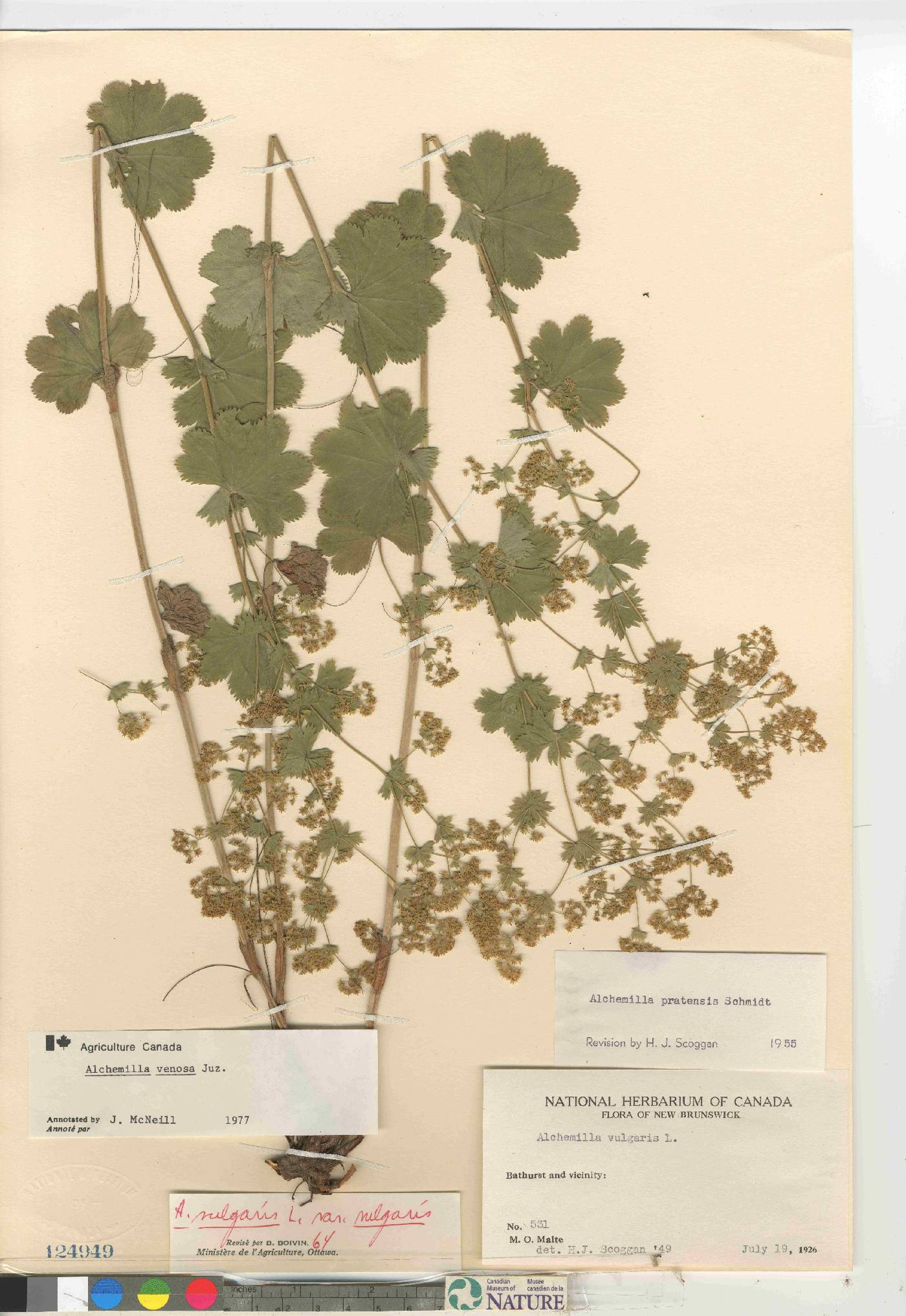 Alchemilla venosa image