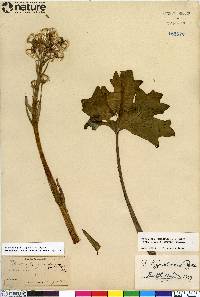 Petasites frigidus var. frigidus image