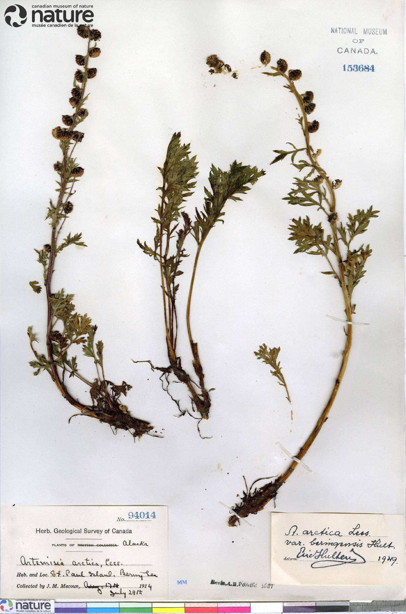 Artemisia arctica subsp. beringensis image