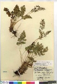 Cryptogramma sitchensis image