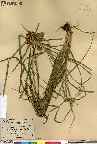 Cyperus pseudovegetus var. megalanthus image