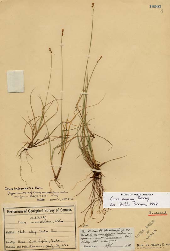 Carex neurochlaena image