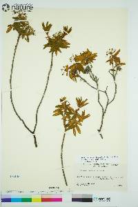 Rhododendron groenlandicum image