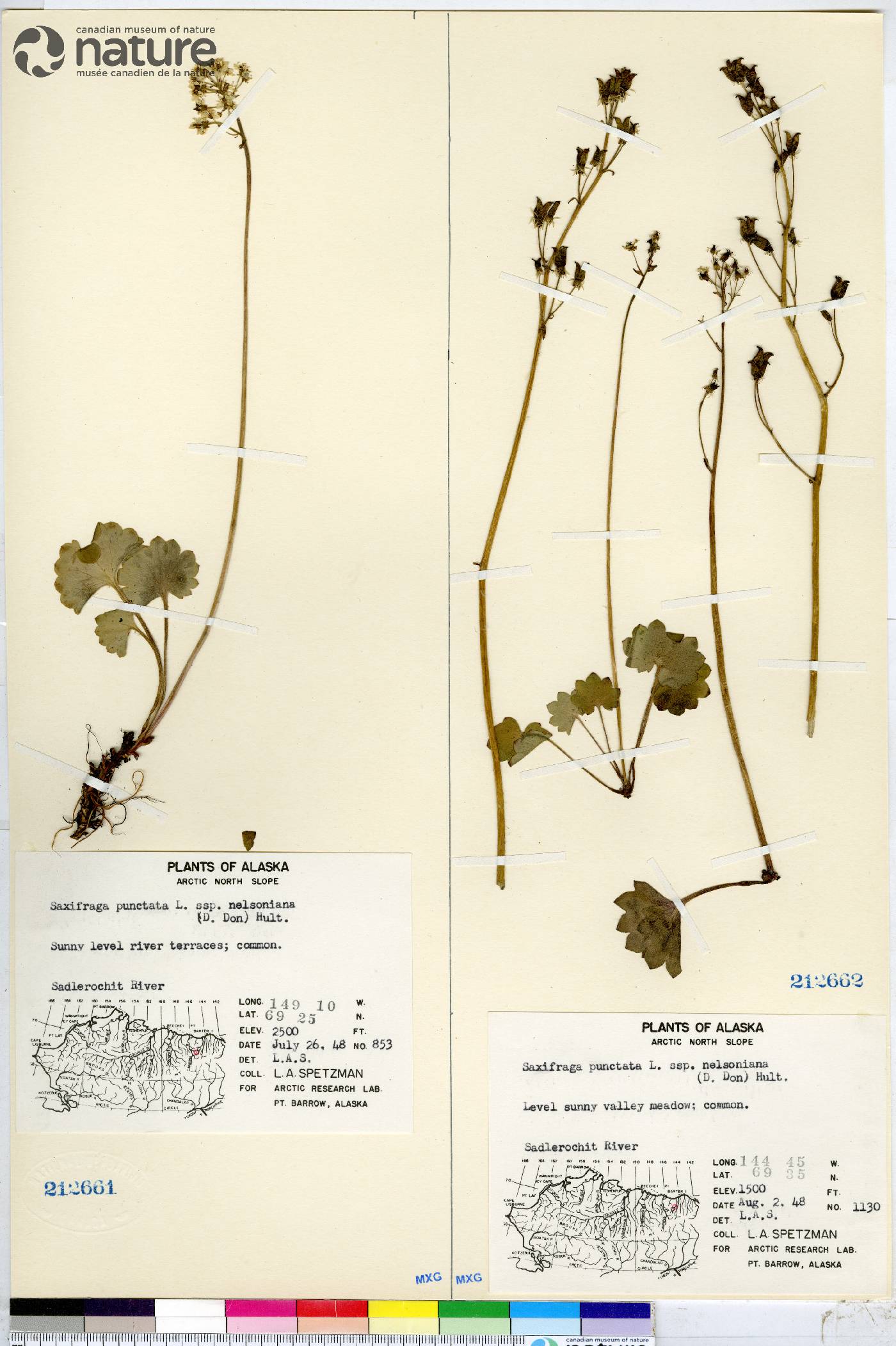 Micranthes nelsoniana subsp. nelsoniana image