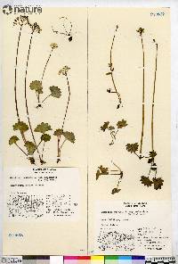 Micranthes nelsoniana subsp. nelsoniana image