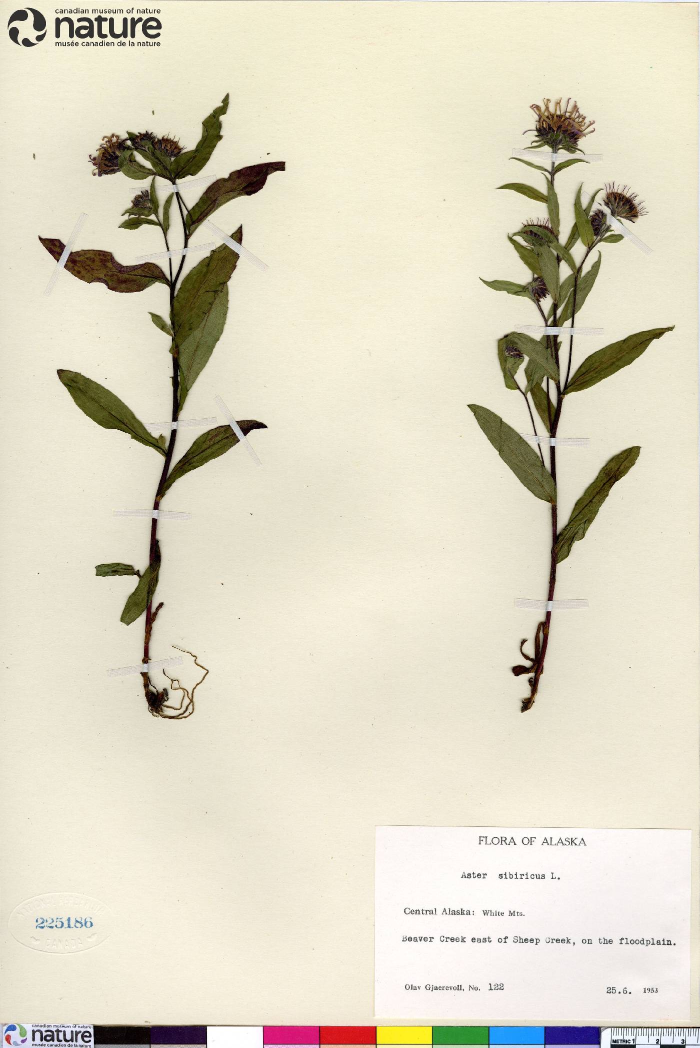 Aster sibiricus image