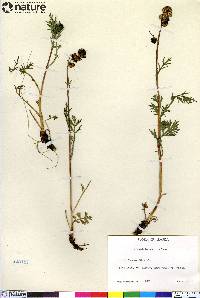 Artemisia arctica image