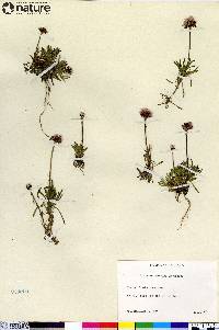 Erigeron purpuratus image