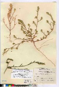 Corispermum hookeri image