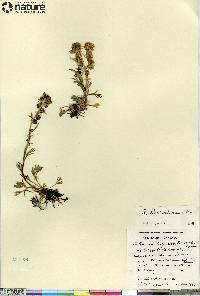 Artemisia richardsoniana image