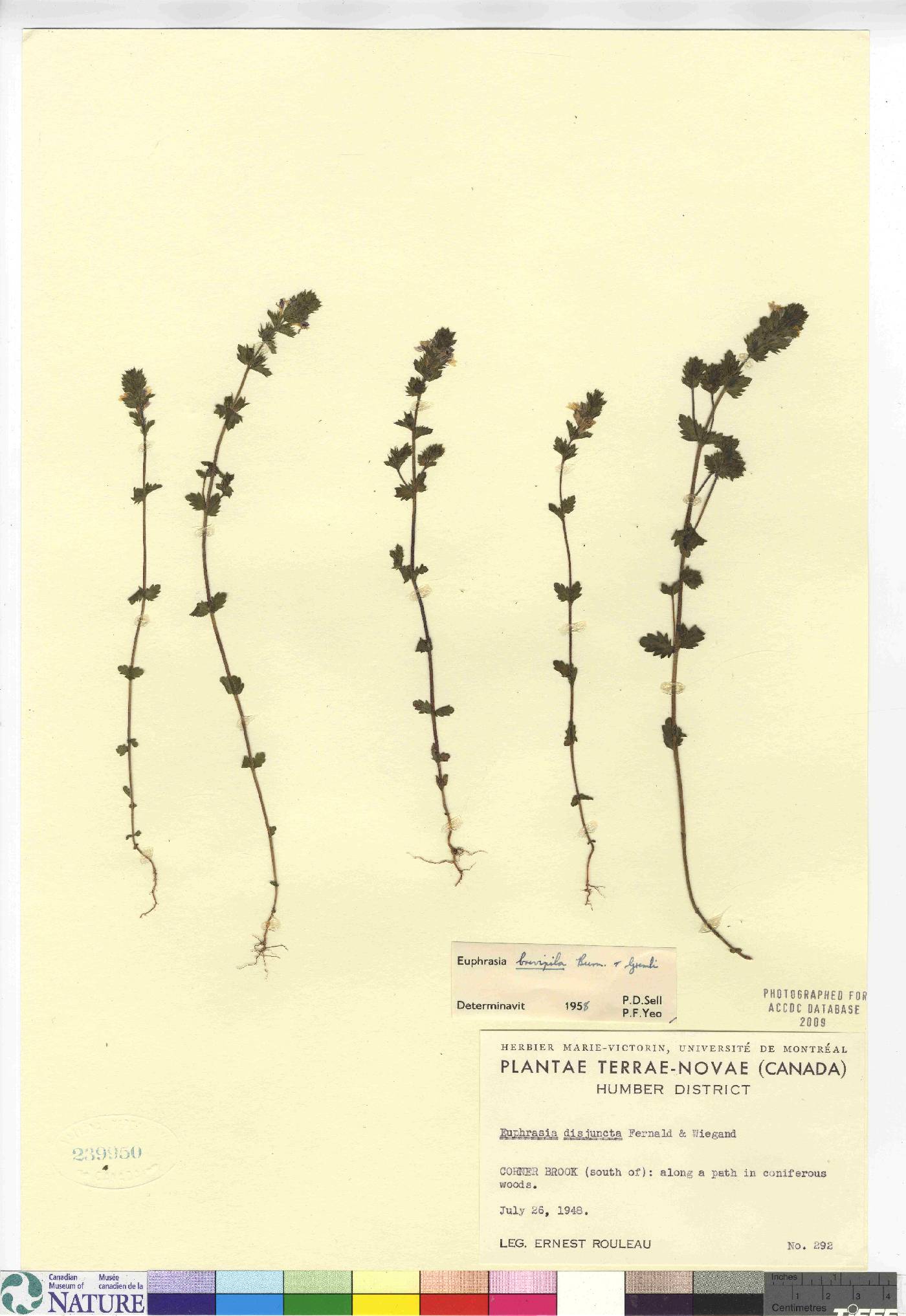 Euphrasia stricta image