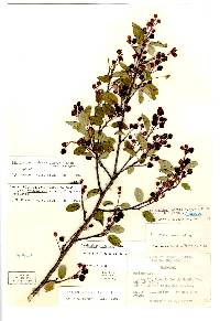 Amelanchier stolonifera image