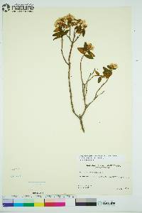 Rhododendron groenlandicum image