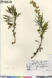 Artemisia tilesii image