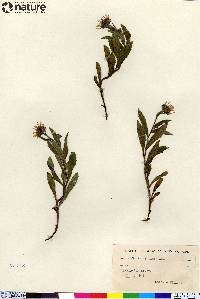 Aster sibiricus image