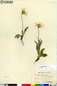 Arnica frigida image