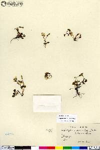 Claytonia sarmentosa image