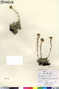 Artemisia globularia image