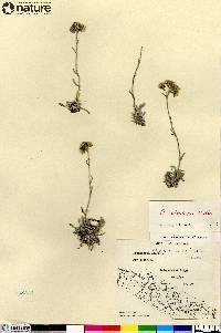 Antennaria friesiana image