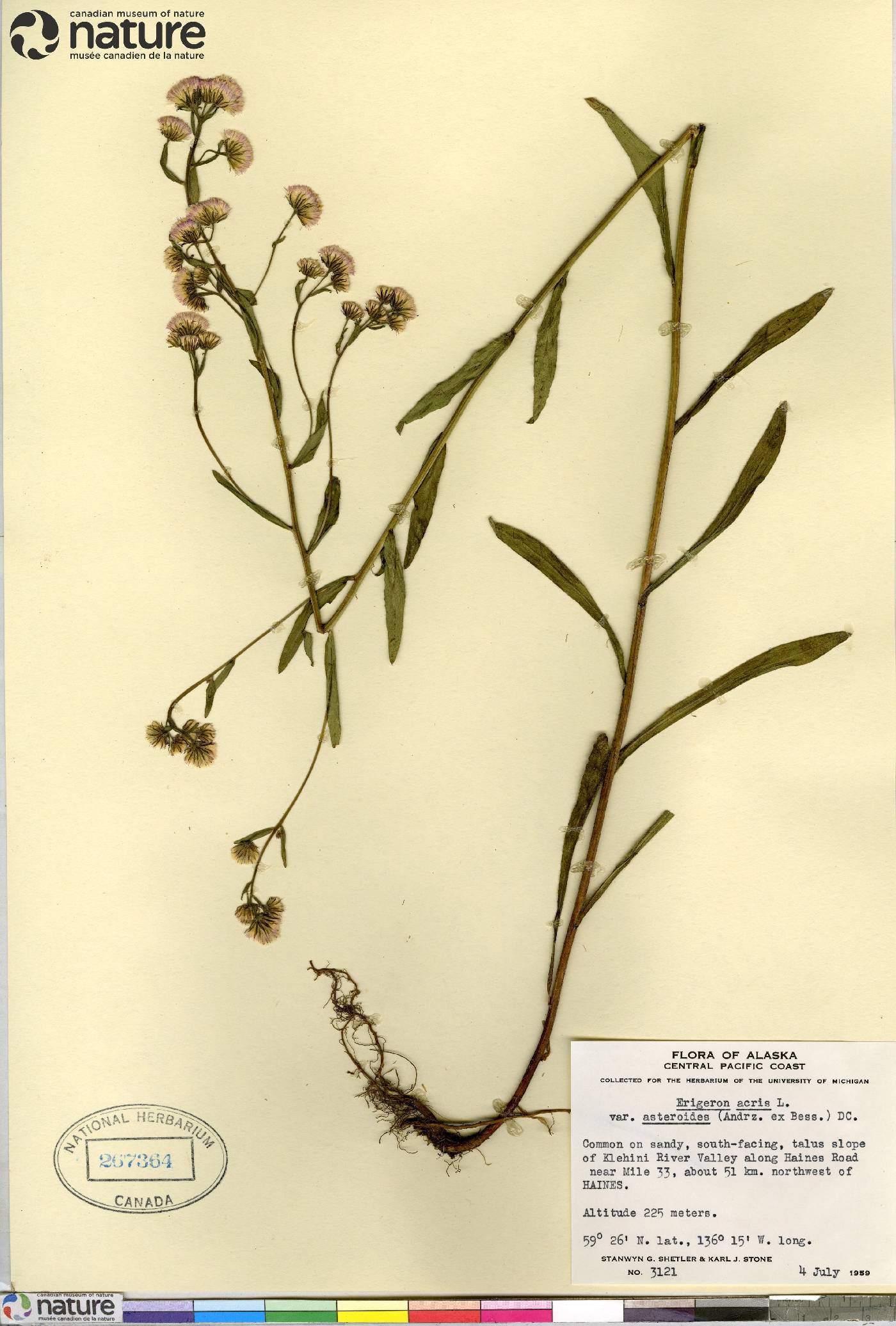 Erigeron acris image