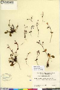 Claytonia sarmentosa image