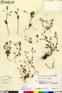 Claytonia sarmentosa image