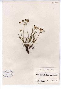 Bupleurum americanum image