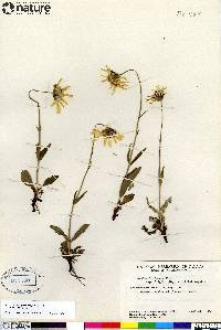 Arnica frigida image