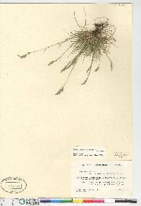 Festuca richardsonii image